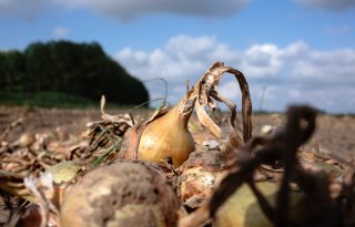 Hitte en droogte drukken opbrengst uien en aardappelen