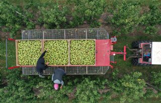 Europa plukt veel minder appels, maar meer peren