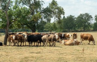 Droogte zet Britse melkveehouderij onder druk