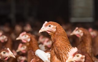 Vlaamse varkensstapel krimpt, pluimveesector groeit door schaalvergroting