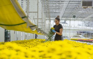 ‘Vergroening vergt meer dan pilots’