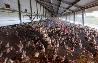 ‘Goed voor je dieren zorgen vind ik het allermooiste aan dit vak’