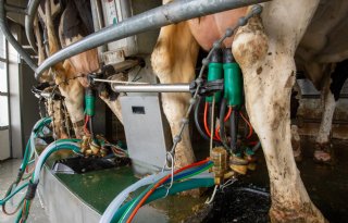 IBR kost dagelijks 1,5 tot 2 liter melk per koe