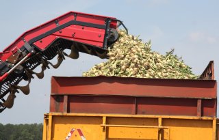 Eerste zaaiuien in zuiden tot maximaal 22 euro