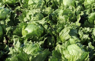 Slim alarmsysteem ontdekt bij slaplant