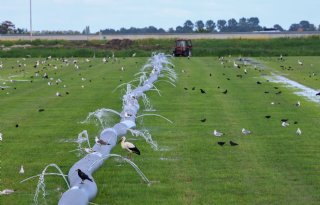 Friese boeren zetten opnieuw land onder water in strijd tegen muizen