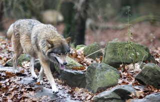 Jagersvereniging roept op tot vroegtijdig en actief beheer wolf