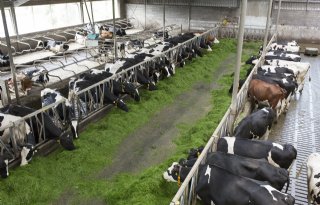 Stikstofdoelen onhaalbaar voor voorlopers Netwerk Praktijkbedrijven
