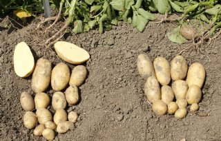 Proefrooiing Aviko wijst op fijne knolmaat fritesaardappelen