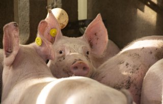 Nederlandse vleesvarkens- en biggennoteringen blijven achter bij Duitsland