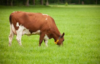 Bijmengen biozuivel must voor halen klimaatdoelen