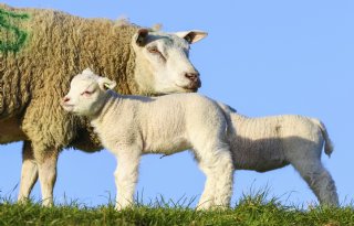 Begrazing dijken steeds minder toegestaan