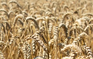 Rusland wil geen bestand voor Zwarte Zee, tarwenotering stijgt weer