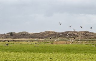 Texel succesvol in aanpak ganzenschade