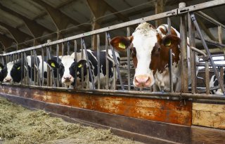Afzetprijzen landbouw dalen terwijl kosten verder oplopen