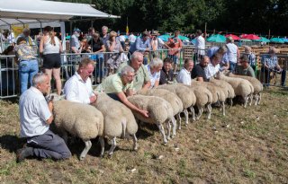 Fokdag Texelaars populairder dan andere jaren