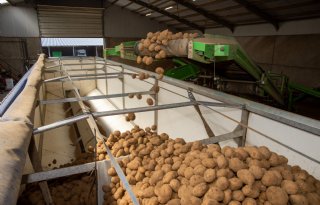 Aardappelmarkt sluit boek over 2025, prijzen stabiliseren