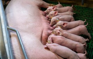 NVWA ziet minder welzijnsovertredingen bij varkensbedrijven in 2025