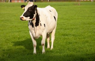 Genetics Consolidated neemt KI-service ProPos over