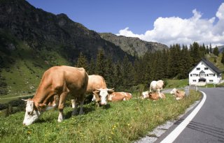 Droogte in Europa: van golf Oostenrijkse slachtkoeien tot winterrantsoenen in Ierland