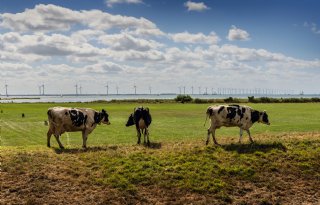 LTO Noord stuurt brandbrief over intrekken vergunningen Friese veehouders