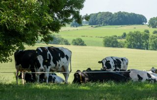 Nieuwe knuttenvirus duikt ook op in Friesland en Limburg