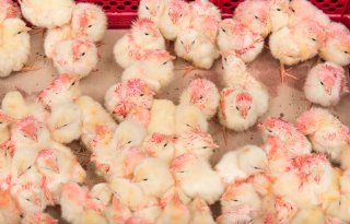 Hendrix Genetics neemt Portugese broederij over