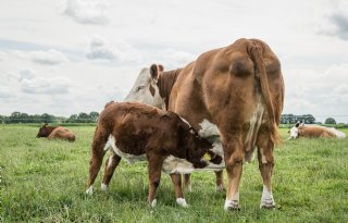 Kalf-bij-de-koesysteem levert geen aantoonbare gezondheidswinst op