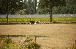 Meer schade door droogte in gras dan in zomer 2022