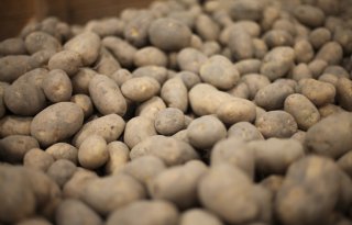 Areaal pootaardappelen krimpt in Noordwest-Europa