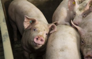 Biggennoteringen stijgen, vleesvarkensprijzen blijven stabiel