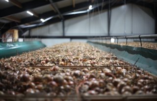 Nederlandse uienexport loopt fors voor op vorig seizoen
