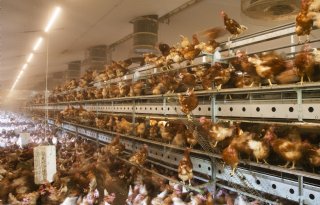 Laatste Nederlandse slachterij voor oude leghennen sluit deuren