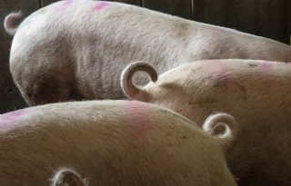 Denemarken twijfelt of krulstaartendoel voor 2027 haalbaar is