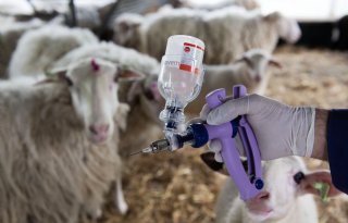 Nederland blijft voorlopig vrij van nieuwe blauwtongbesmettingen