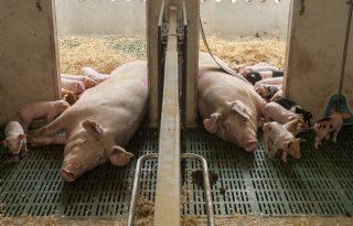 Livar gaat verder onder de naam Meat Limburg