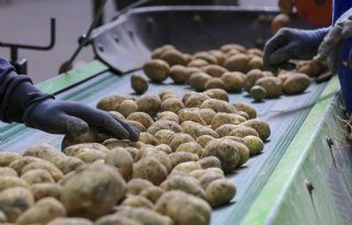 Goede handelsvolumes op aardappelmarkt, maar prijzen doen stapje terug
