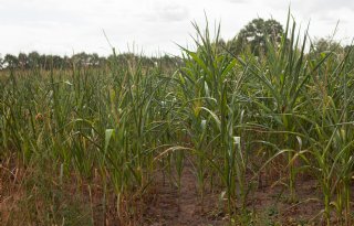 Droogte en hitte zetten Europese mais- en aardappeloogst onder druk