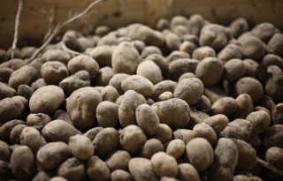 Schonere aardappelen de bewaring in met de Optica S