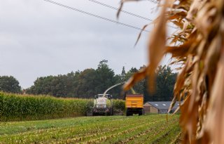 Vroege maisoogst verhoogt risico op gevaarlijke kuilgassen