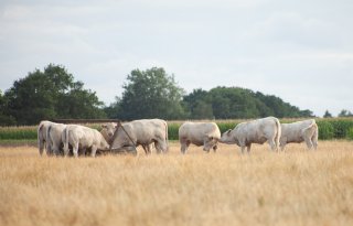 Wereldwijde rundvleesmarkt blijft krap, handelsstromen veranderen