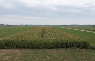 Maismeetnetdeelnemer zaait dit seizoen twaalf rassen door elkaar