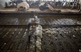 Overijssels gaat ammoniakreductie PAS-melders meten