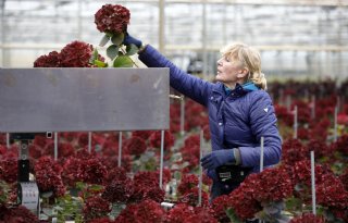 Hortensiaketen wil voorsprong creëren met natuurlijke techniek