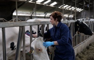 Kalverdiarree voorkomen begint vóór de geboorte