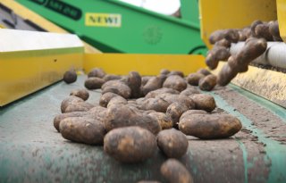 Aardappelmarkt heeft balans gevonden met prijzen tot 32,50 euro per 100 kilo