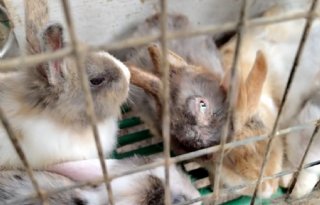Erkens geschokt door konijnenbeelden: NVWA ziet ernstige overtredingen