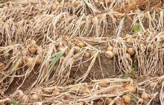 Fertigatie tilt uienopbrengst naar 93 ton per hectare