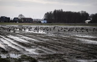 Noord-Holland roept almaar toenemende ganzenschade eindelijk een halt toe