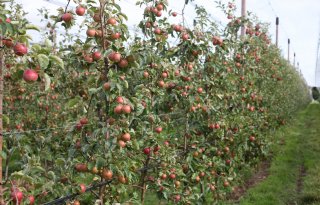 Zonder klimaatadaptatie groeit risico voor Europese fruittelers